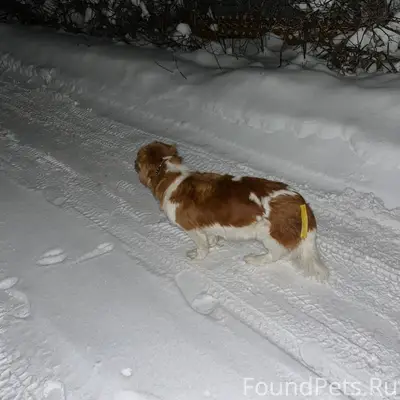 Найдена собака, частные дома п...