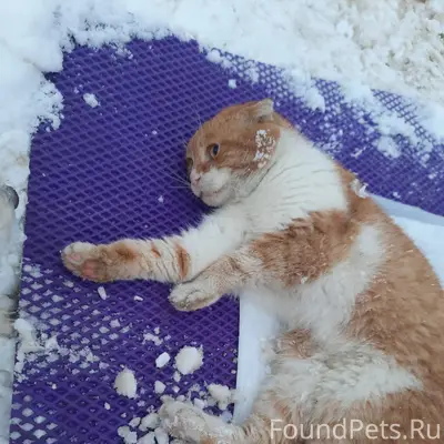 Нужна помощь!Найден кот,на ули...