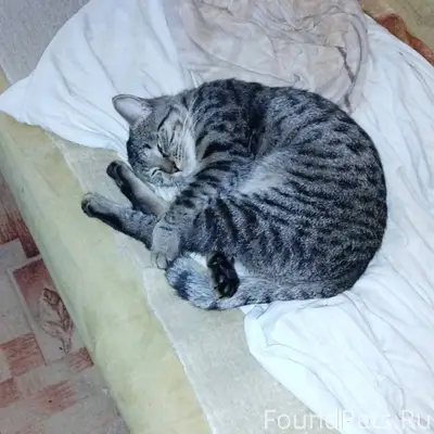 Пропал кот 8.01.2026. Нашедшег...