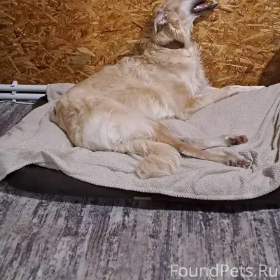 Убежала собака, просьба помочь...