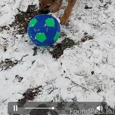 Добрый день! Пропал щенок , во...