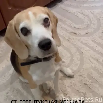 СТ. ЕССЕНТУКСКАЯ, УБЕЖАЛА СОБА...