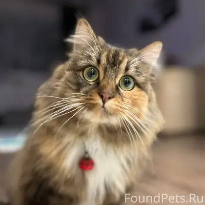 Добрый день! В СНТ Яблонька на...