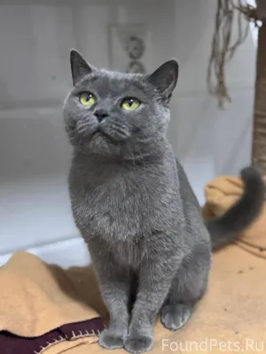 В Тольятти найдена кошка. Долг...