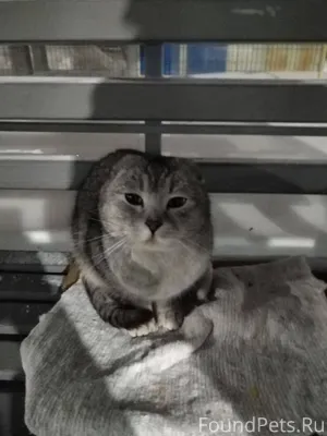 #Калуга Потеряшка! Прибился на...