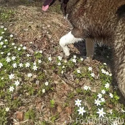 Убежали две собаки из Оковског...