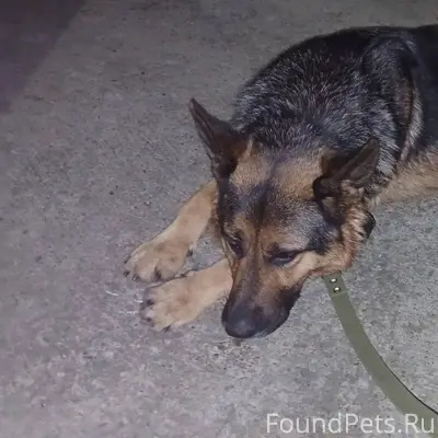 Найдена собака. Улица Школьная...