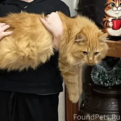 Пропал кот , в районе красноар...