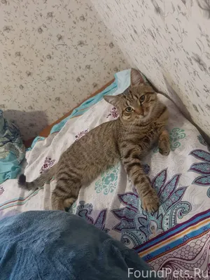 Пропал кот ( кастрирован) по у...