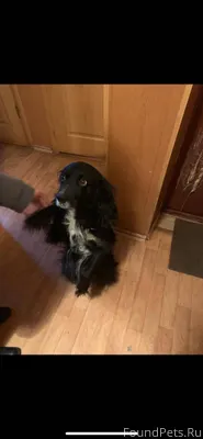 #Калуга Потерялся пёс, кличка ...