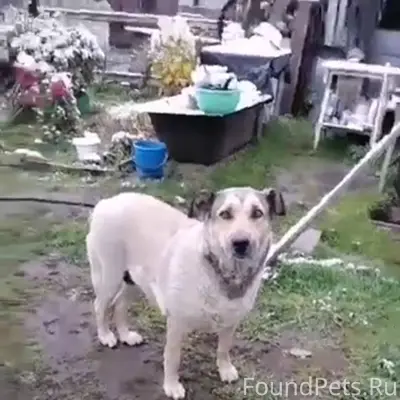 Потерялась собака в п. Мегет 