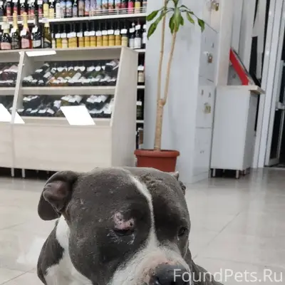 Пропала собака, в последний ра...