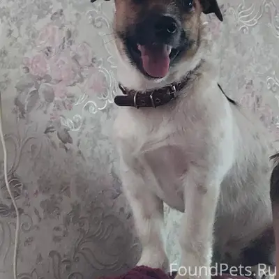 Пропал пёсик