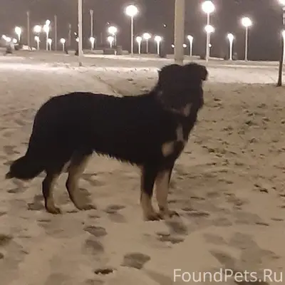 Пропал пёс (кличка Барон) убеж...