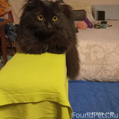 Найдена кошка в районе ул. Куз...