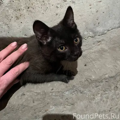 11.01.26 найден в подвале...