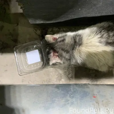 Найден кот на производственном...
