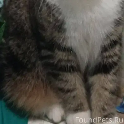 🆘Пропал кот в районе Химаша. О...
