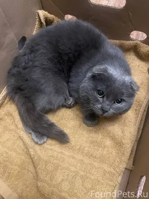 Найдена кот на ул. Революционн...