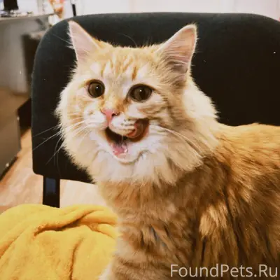 ❗️ ПРОПАЛ КОТ ❗️ Потерялся кот...