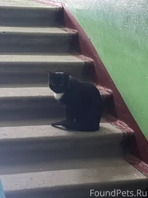 Найдена кошка, кот. В районе т...