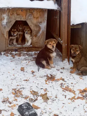 Найдены щенки на территории за...