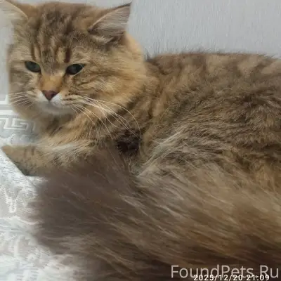 Пропал кот, кличка Осяша (Осян...