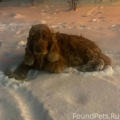 Потерялась собака на крылова, ...
