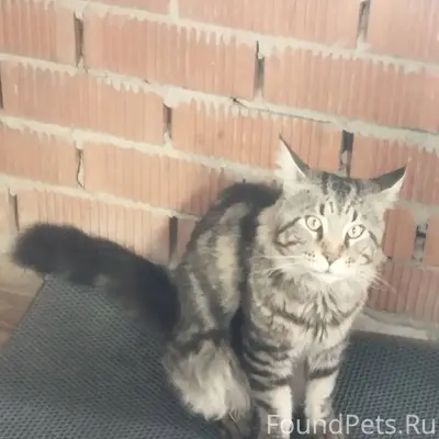 Пенза - Ахуны . Пропал кот бол...