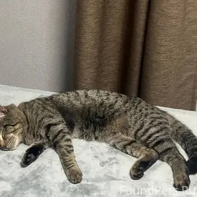 На юге пропал кот. Район Калин...