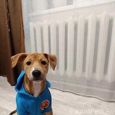 Срочно ❗ ❗ Помогите , пожалуйс...