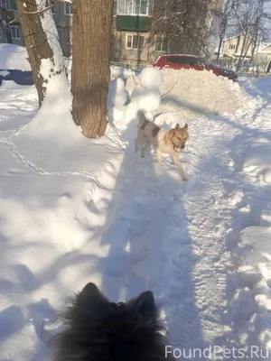 Найдена собака, может кто ищет...