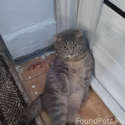 Пропал кот по кличке Мартин в....