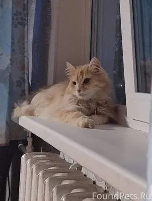 ПРОПАЛ КОТ!!! Вышел 11.01.2026...