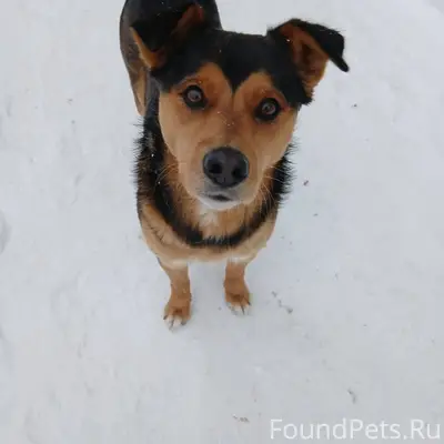 Чья потеряшка? На улице очень ...