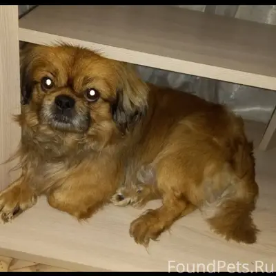 Убежала собака породы пекинес ...