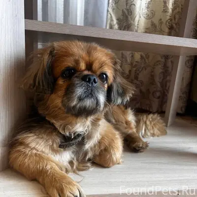 Добрый день! Убежала собака в ...