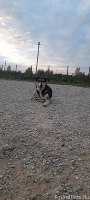 ПОТЕРЯН ПЁС ‼ Нужны глаза всей...