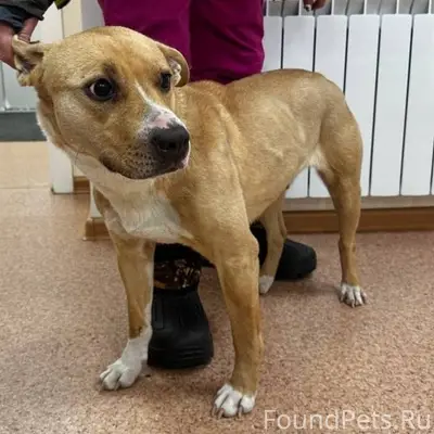 Найдена собака в Энергетике, д...