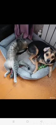 Пропала собака, п. Билимбай, в...