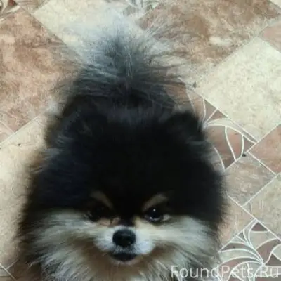 Пропала собака породы шпиц. В ...