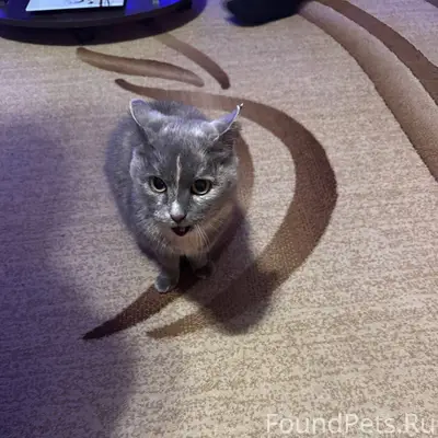 Пропала беременная кошка, по у...
