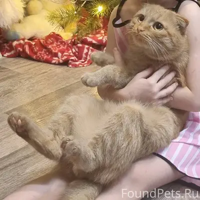 Добрый день, пропал кот, рыжий...