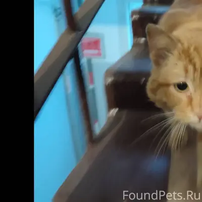 Найден (замечен) кот. В подъез...