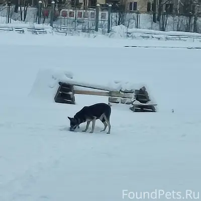 В конце декабря эта собака нес...