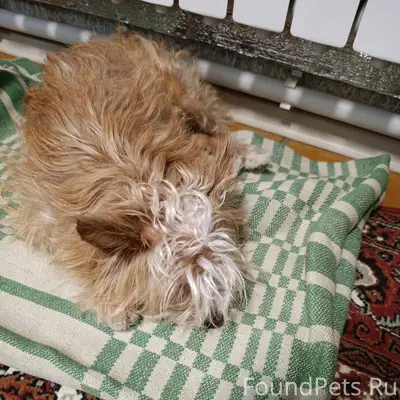 Найден пёс, ждёт хозяев, светл...