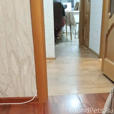 Найден щенок с ошейником судя ...