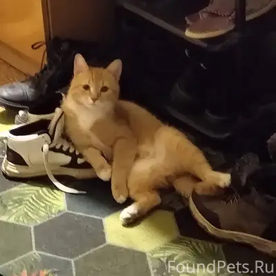 Пропал кот 1.5 года зовут...