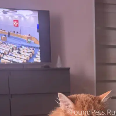 13.01.2026г. Пропал кот Рыжик....