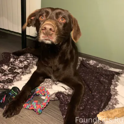 НАШЛИ СОБАКУ! ищем хозяев Желе...